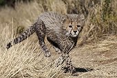 One month of cheetah running around Namibia ; Rehabilitation center for felines before their reintroduction in the wild.
