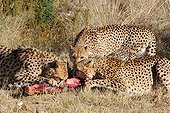 Meal with Cheetah brothers in Namibia ; Rehabilitation center for feline before their reintroduction in the wild. Run by Olivier and Alain Houalet to 2500 m altitude.