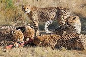 Meal with Cheetah brothers in Namibia ; Rehabilitation center for feline before their reintroduction in the wild. Run by Olivier and Alain Houalet to 2500 m altitude.