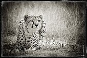 Cheetah in the mountains of Khomas Hochland Namibia