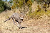 Young Cheetah of one month running Namibia ; Rehabilitation center for felines before their reintroduction in the wild.