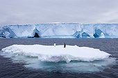 Adelie Penguins on ice drifting near the Adélie Land