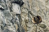 Young Eagle Owl in flight before a cliff Switzerland 