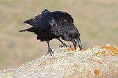Nothern Raven on a rock in the sun Canary Islands