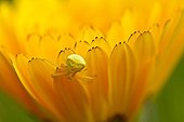 Crab spider on a flower in spring