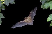 Lesser noctule or Leisler's bat (Nyctalus leisleri) in flight, Thuringia, Germany, Europe