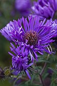 New England aster in bloom in a garden