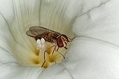 Marmalade Hover-fly on a Bindweed flower France 