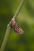 Painted Lady emerging from its chrysalis France 