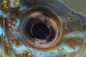 Close up of the eye of a Pumpkinseed