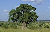 Baobab in the savanna in Tarangire NP Tanzania