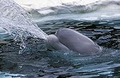 Beluga spitting water to the surface in the Arctic