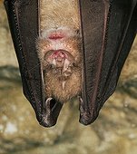 Greater Horseshoe Bat hibernating in a cave Normandy