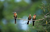 White-fronted Bee-eaters on a branch singing Kenya