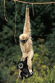 Female Lar Gibbon and its young hanging on a vine