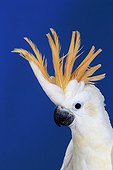 Portrait of a Yellow-crested Cockatoo with crest deployed