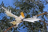 Yellow-crested Cockatoo taking off a branch