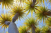 Drago trees La Palma island in the Canaries 