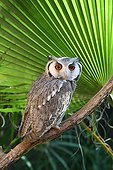 Southern white-faced Scops-Owl on a branch Etosha NP Namibia
