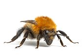 Brown Bumblebee on white background