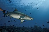 Sharptooth Lemon Shark in Moorea in French Polynesia