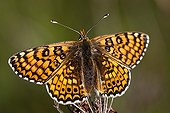 Glanville Fritillary on dry flower Provence France 
