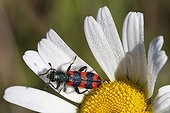 Bee beetle on a daisy flower Provence France 