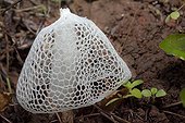 Crinoline Stinkhorn Rurutu island