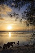 Child raccompagnant his horses on a beach island of Rurutu