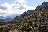 The Dentelles de Montmirail and Vine Provence France 