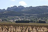 The Dentelles de Montmirail and Vine Provence France 
