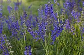 Meadow Clary flowers in Provence France