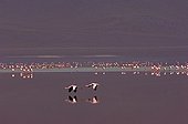Puna Flamingos Laguna colorada Bolivia