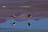 Puna Flamingos in flighst Laguna colorada Bolivia