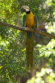 Blue and yellow Macaw on a branch Bolivia