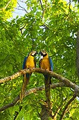 Blue and yellow Macaws on a branch Bolivia