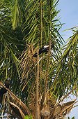 Blue-Throated Piping Guan on palm Amazonia Bolivia