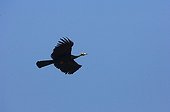 Blue-Throated Piping Guan in flight Amazonia Bolivia