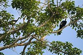 Blue-Throated Piping Guans on a tree Amazonia Bolivia