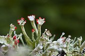 Lichen on a rock in the NRP of Livradois France
