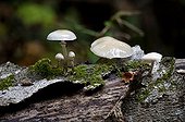 Porcelain mushroom in the Volcanoes of Auvergne RNP