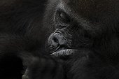 Portrait of a Young Western lowland gorilla Gabon ; Gorillon 5-year project PPG (Protection For Gorillas) Aspinall Foundation.Animals for reintroduction into the NP Batéké.