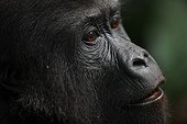Portrait of a young Western lowland gorilla in Gabon ; Gorillon 5-year project PPG (Protection For Gorillas) Aspinall Foundation.Animals for reintroduction into the NP Batéké.