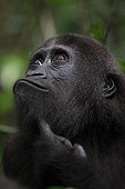 Portrait of a young Western lowland gorilla in Gabon ; 5 years old orphan gorilla involved in a reintroduction project, PPG, managed by Aspinall Foundation. Reintroduction of an autonomous gorilla population in National Parc of Plateau Bateke.