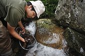 Researcher catching Japanese Giant Salamanders in river ; Prof. Sumio Okada focus his research on the habitat of salamanders, he wants to understand what's make a stream a good one for reproduction or not and a good place for larveas to grow up. With radio tracking help he can know the mouvement of the animals.