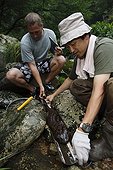 Observation of Japanese Giant Salamanders in river ; Prof. Sumio Okada focus his research on the habitat of salamanders, he wants to understand what's make a stream a good one for reproduction or not and a good place for larveas to grow up. With radio tracking help he can know the mouvement of the animals.