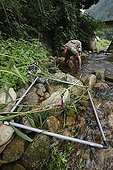 Observation of Japanese Giant Salamanders in river ; Prof. Sumio Okada focus his research on the habitat of salamanders, he wants to understand what's make a stream a good one for reproduction or not and a good place for larveas to grow up. With radio tracking help he can know the mouvement of the animals.