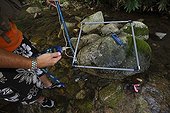 Study of Japanese Giant Salamanders in a river Japan ; Prof. Sumio Okada focus his research on the habitat of salamanders, he wants to understand what's make a stream a good one for reproduction or not and a good place for larveas to grow up. With radio tracking help he can know the mouvement of the animals.