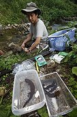 Japanese Giant Salamanders captured for study Japan ; Prof. Sumio Okada focus his research on the habitat of salamanders, he wants to understand what's make a stream a good one for reproduction or not and a good place for larveas to grow up. With radio tracking help he can know the mouvement of the animals.