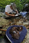Japanese Giant Salamanders in the river Japan ; Prof. Sumio Okada focus his research on the habitat of salamanders, he wants to understand what's make a stream a good one for reproduction or not and a good place for larveas to grow up. With radio tracking help he can know the mouvement of the animals.